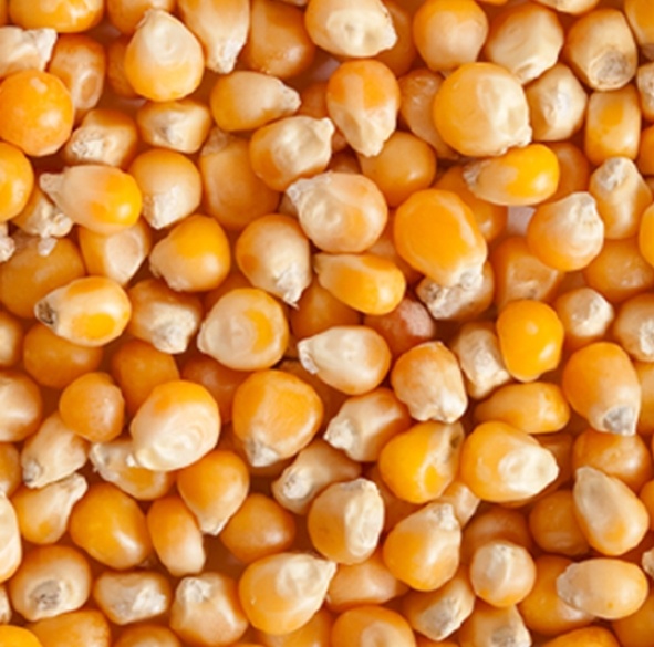 Corn