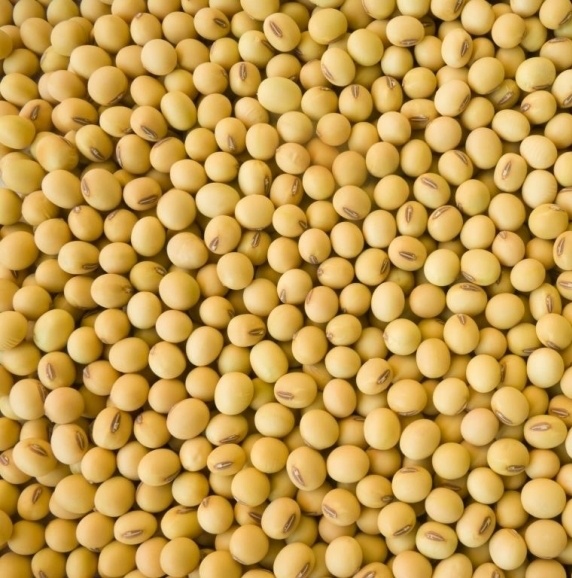 Soy Beans